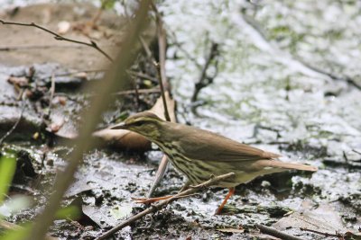 Northern Waterthrush