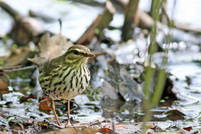 Northern Waterthrush