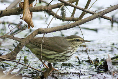 Northern Waterthrush