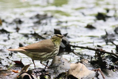 Northern Waterthrush