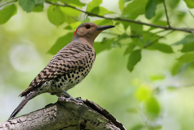 Northern Flicker