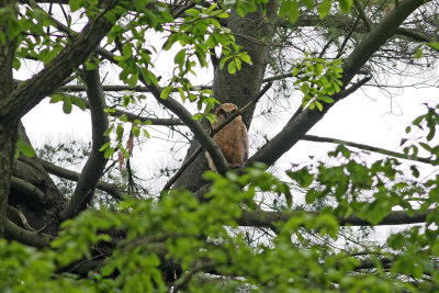 Great-horned Owl