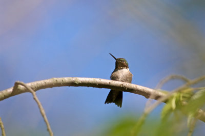 Ruby-throated Hummingbird
