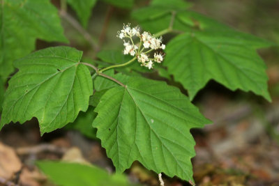 Maple-leaf Viburnum