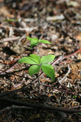 Indian Cucumber Root