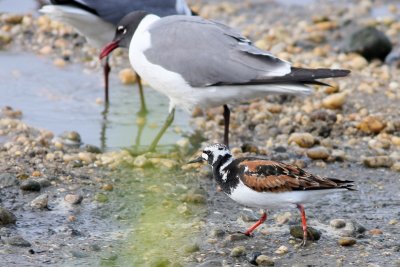 Ruddy Turnstone