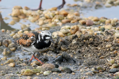 Ruddy Turnstone