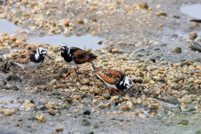 Ruddy Turnstones