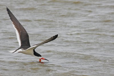 Black Skimmer