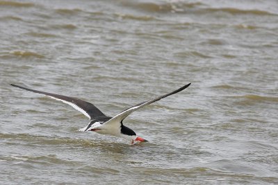 Black Skimmer