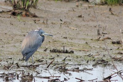 Tricolored Heron