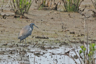 Tricolored Heron