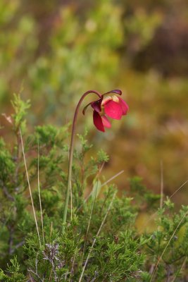 Pitcher Plant