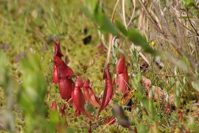 Northern Pitcher Plant