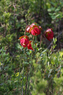 Northern Pitcher Plant