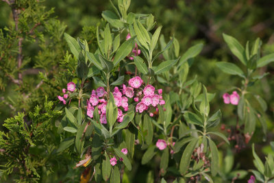 Sheep Laurel