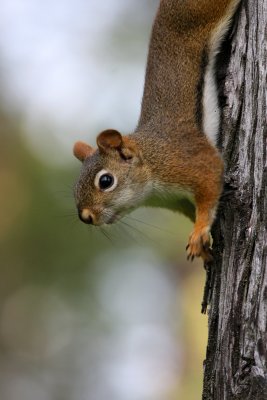 American Red Squirrel