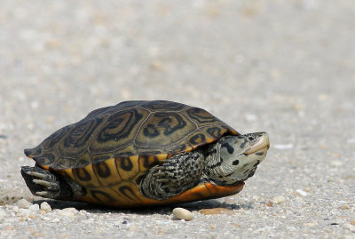 Diamondback Terrapin