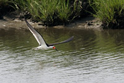 Black Skimmer
