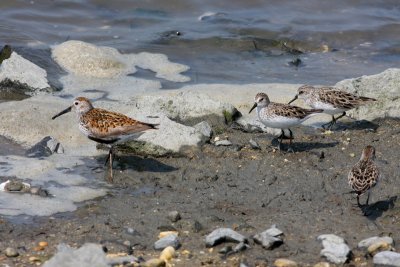 Dunlin