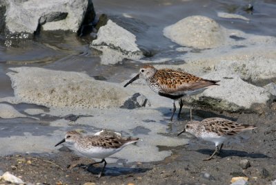 Dunlin