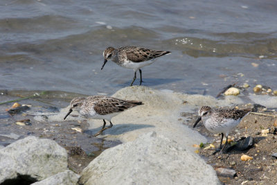 Semipalmated Sandpipers