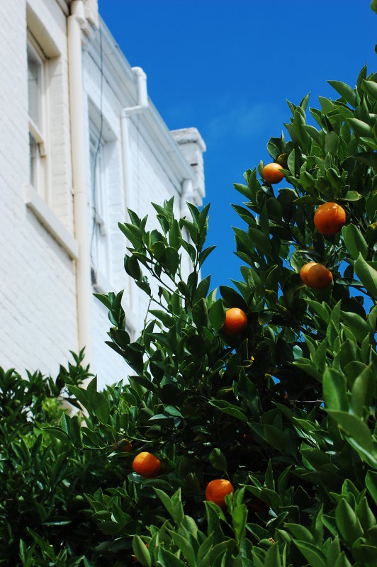 orange tree