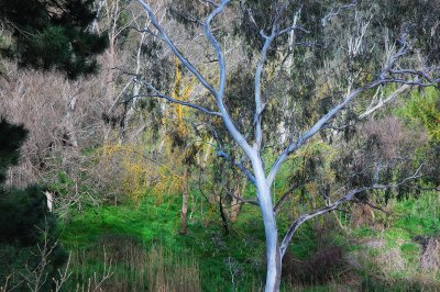 riverside trees