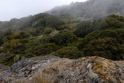 Paramo habitat - 10,000 feet elevation
