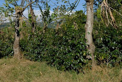 Shade grown organic coffee plants