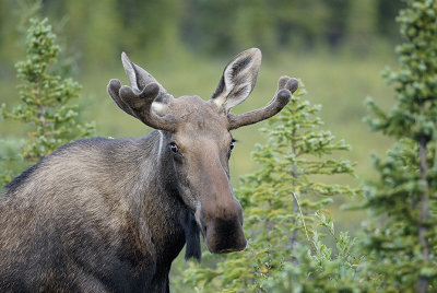 Young bull moose