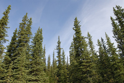 Taiga