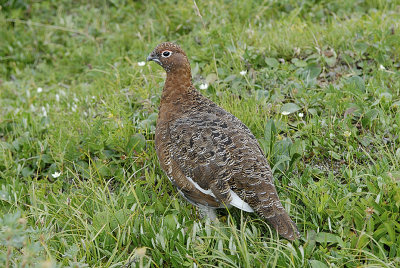 Ptarmigan on the tundra