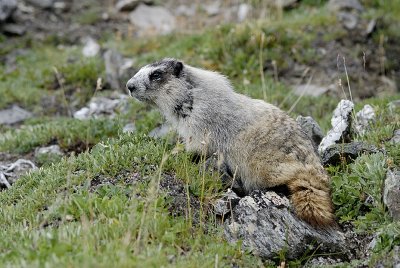 Marmot