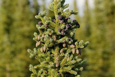 Black spruce
