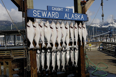 Halibut and salmon that we didn't catch