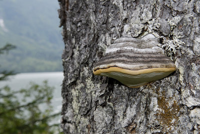 Parasitic shelf fungus