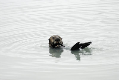 Sea otter snacking in Seward Harbor