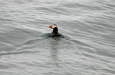 Tufted puffin, Resurrection Bay