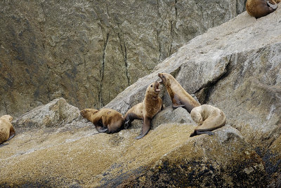 Stellar's sea lions, Kenai Fjords Nat Park
