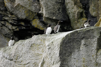 Common murres