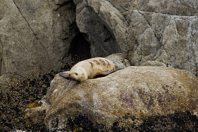 Sea lion branded? shaved? probably for research