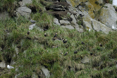 Puffin colony