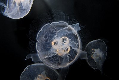 Moon jellies