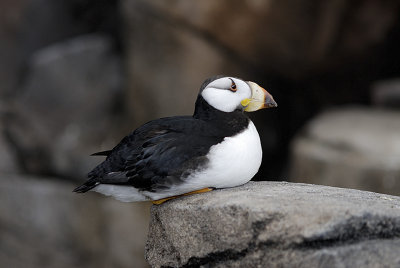 Horned puffin