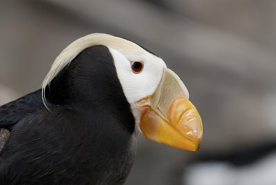 Tufted puffin