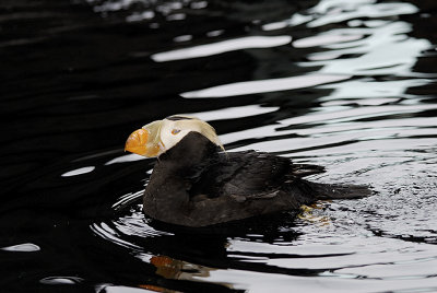 Eye closed - transparent nictitating membrane to see underwater
