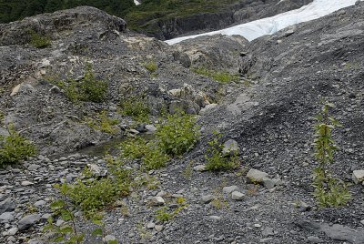 Primary ecological succession