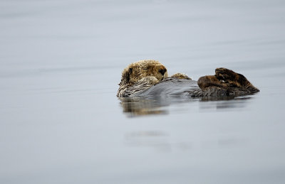 Sea Otter snoozing