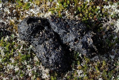 Griz scat